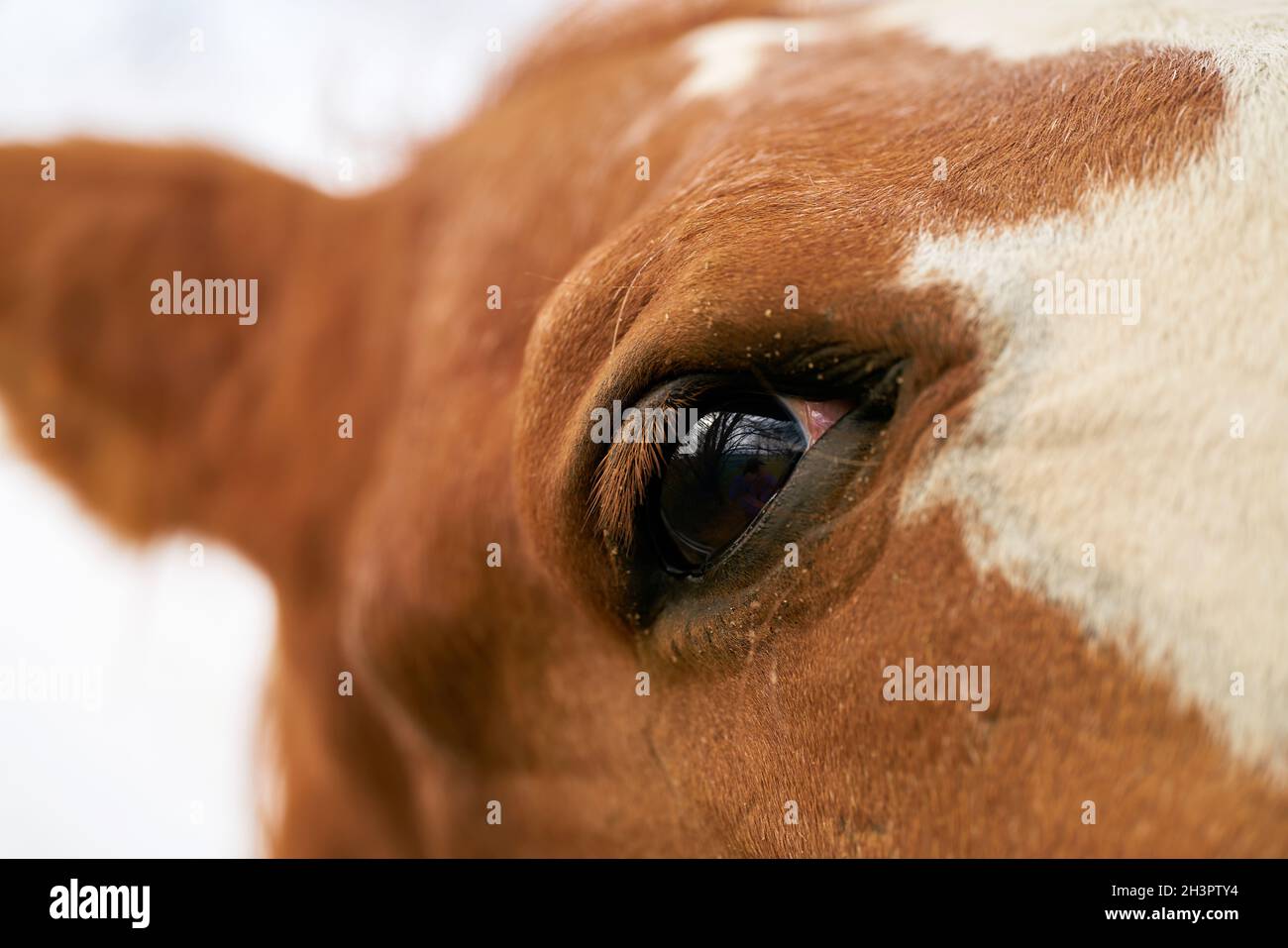 Nahaufnahme des Auges eines einzelnen Pferdes Eine Farm Stockfoto