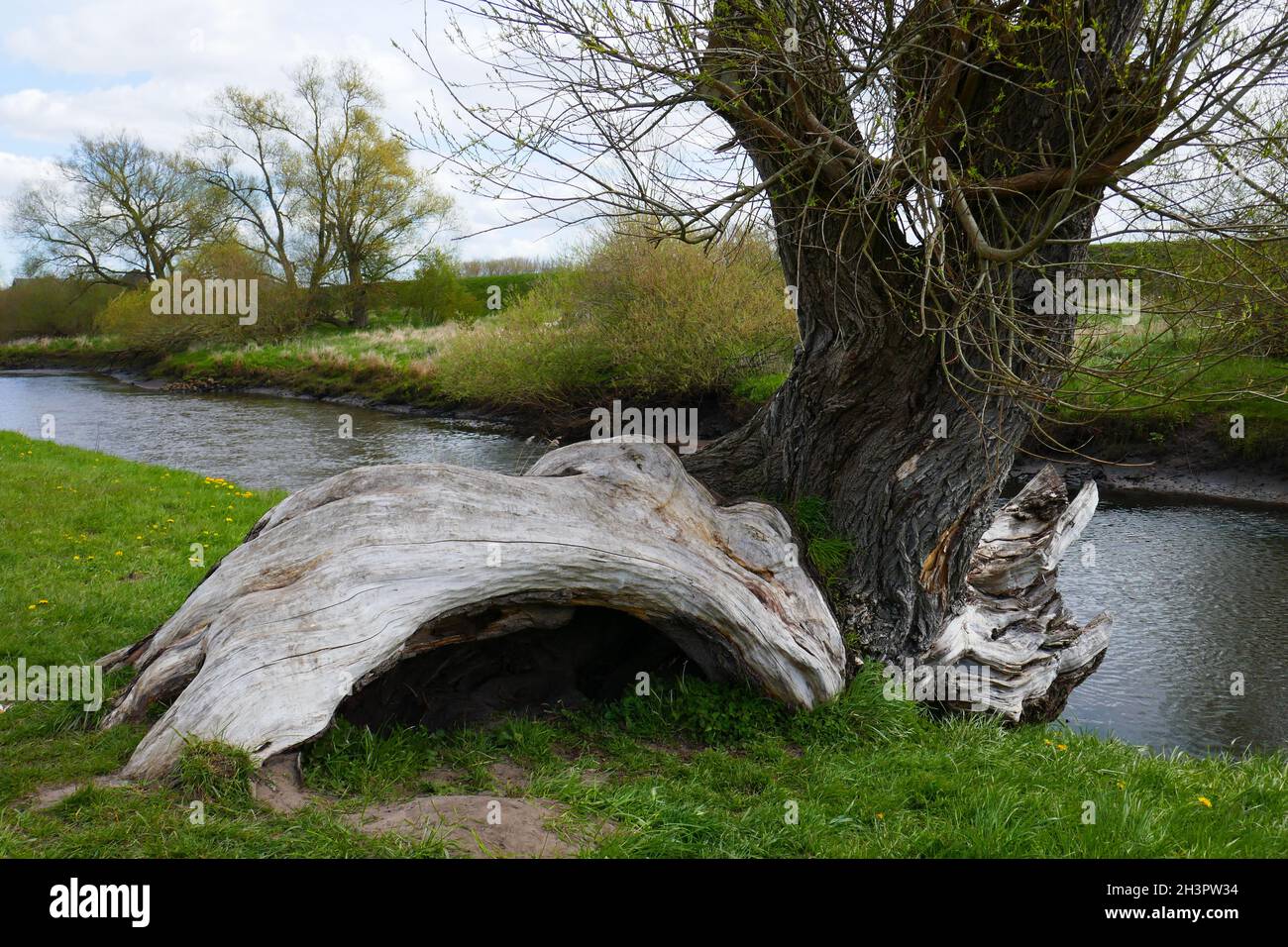 Pollard Weide Stockfoto