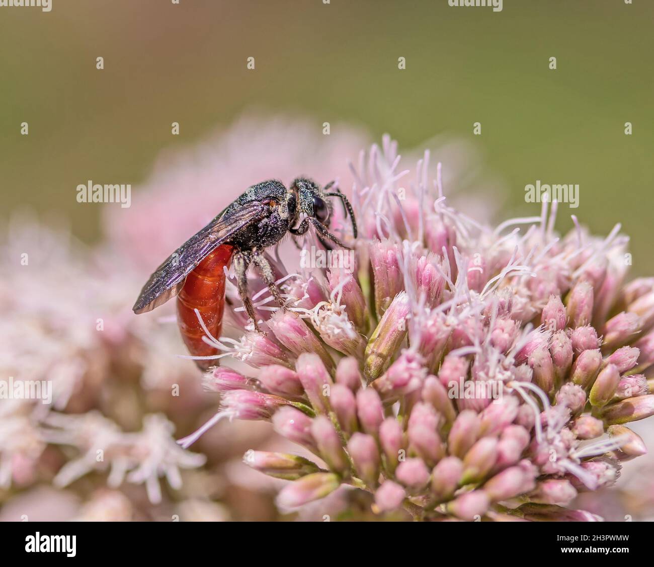 Blutbiene „Sphecodes albilabris“ Stockfoto