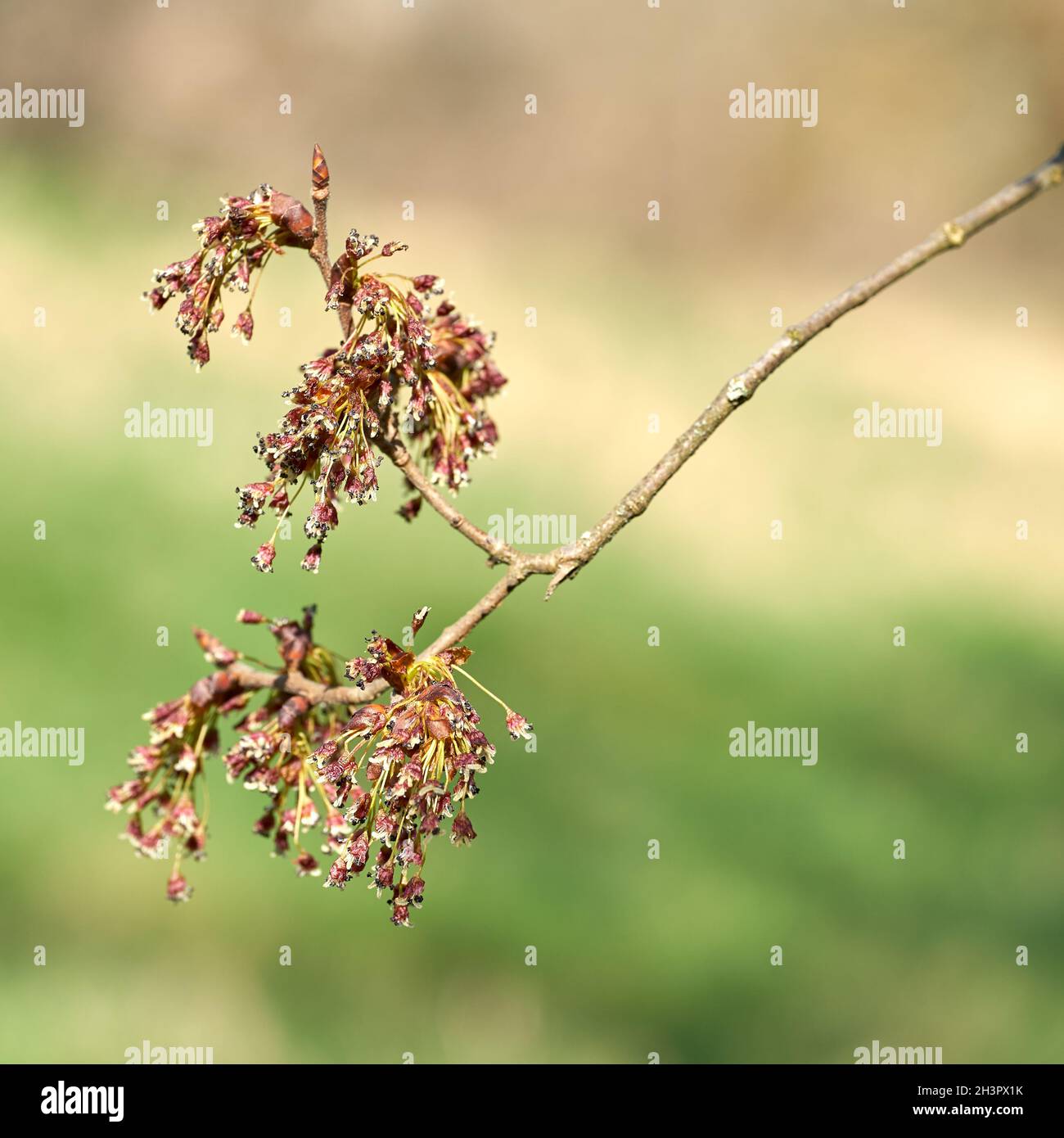 Blume einer flatternden Ulme (Ulmus laevis) Im Frühjahr am Elbufer bei Magdeburg Stockfoto
