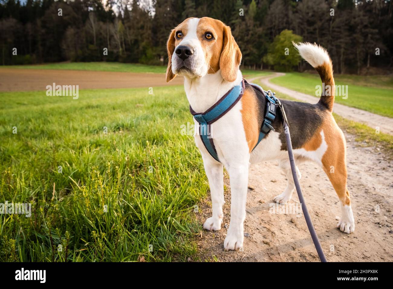 Hund Porträt hinten beleuchtet Hintergrund. Beagle auf dem ländlichen Weg Stockfoto