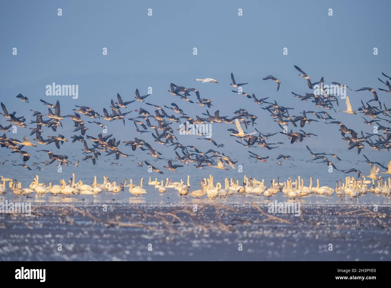 Schar von Zugvögeln Szene Stockfoto