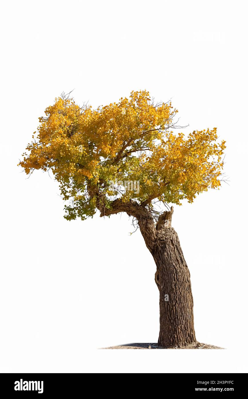Populus diversifolia Baum isoliert Stockfoto