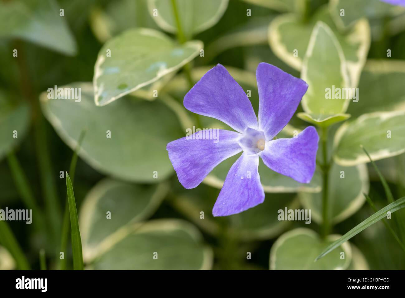 Große Immergrün Vinca Stockfoto