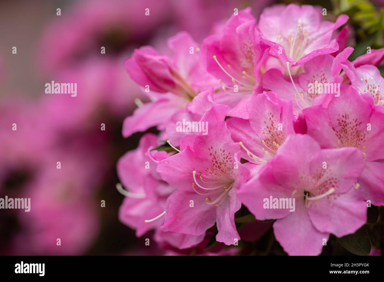 Azalea Blumen in voller Blüte Stockfoto