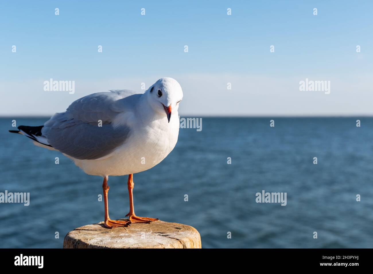 Schwarzkopfmöwe, chroicocephalus ridibundus Stockfoto