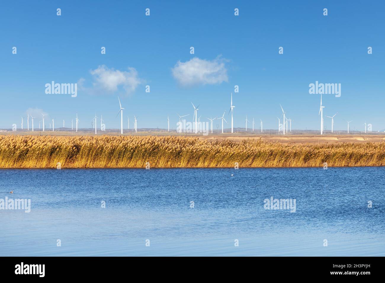 Windpark am See Stockfoto