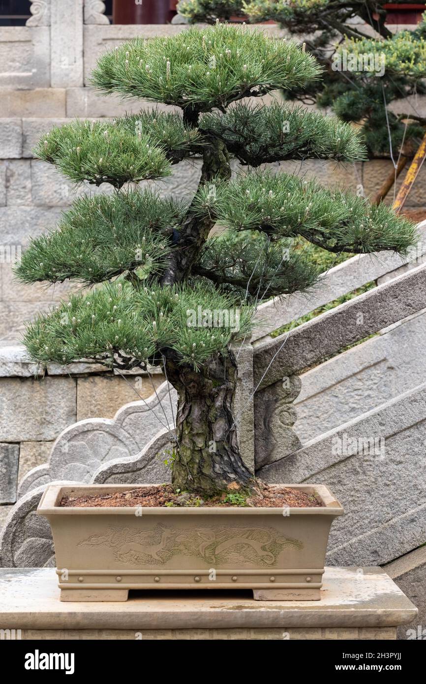 Tannenbonsai im Frühling Stockfoto
