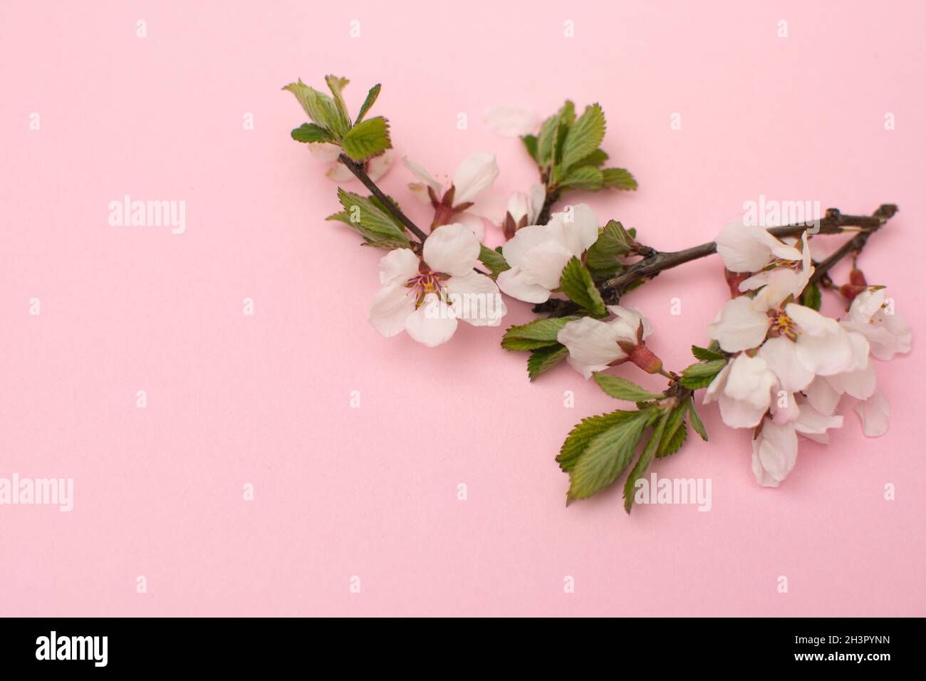 Kirschzweige mit blühenden Blüten. Frühling. Stockfoto