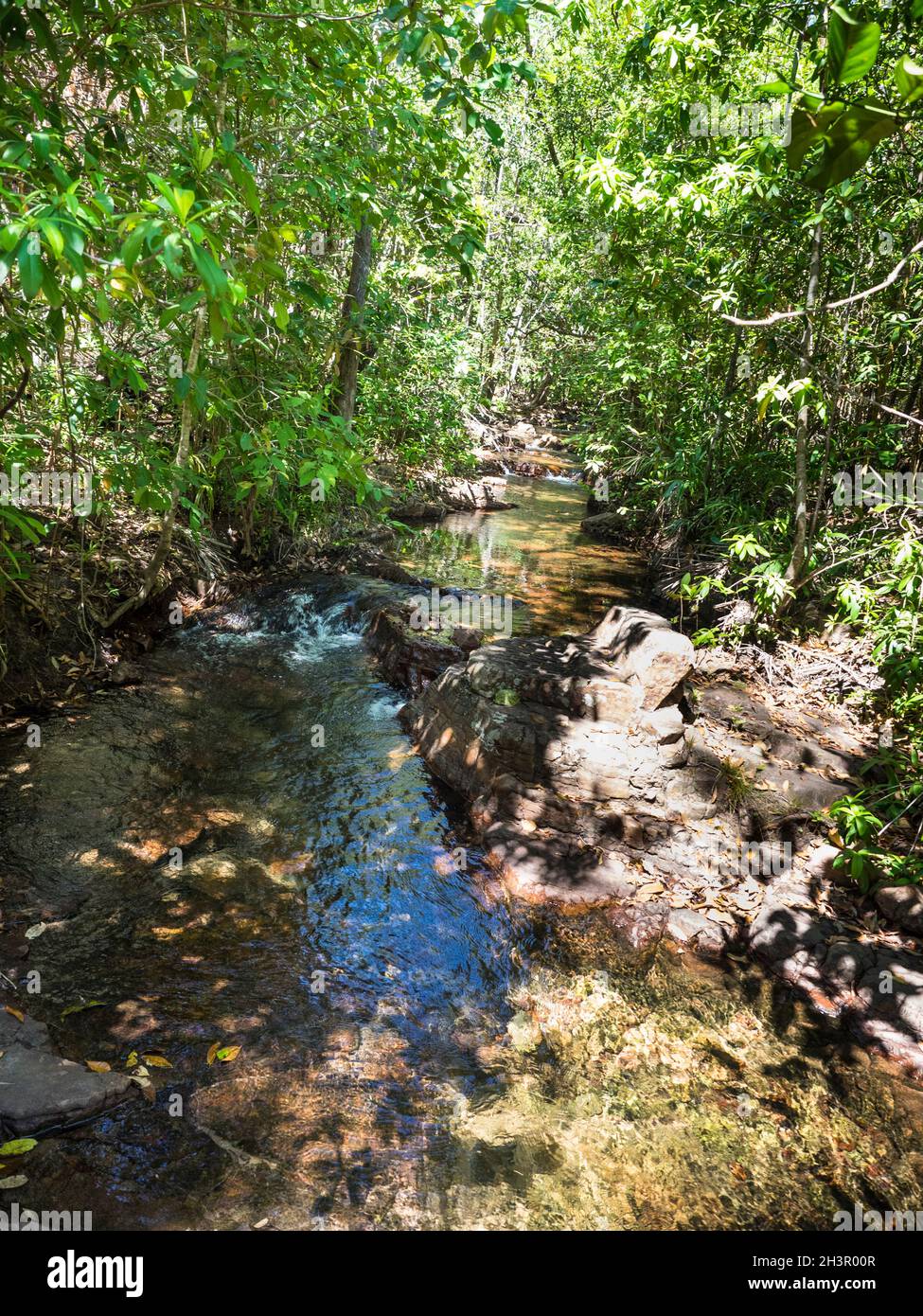 Regenwald am Shady Creek, Litchfield National Park, Northern Territory Stockfoto