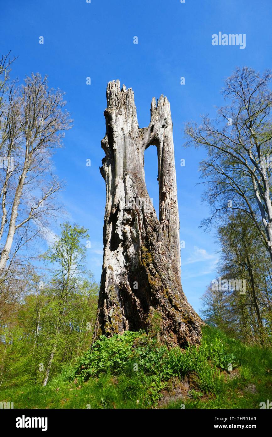 Toten Eiche Stockfoto