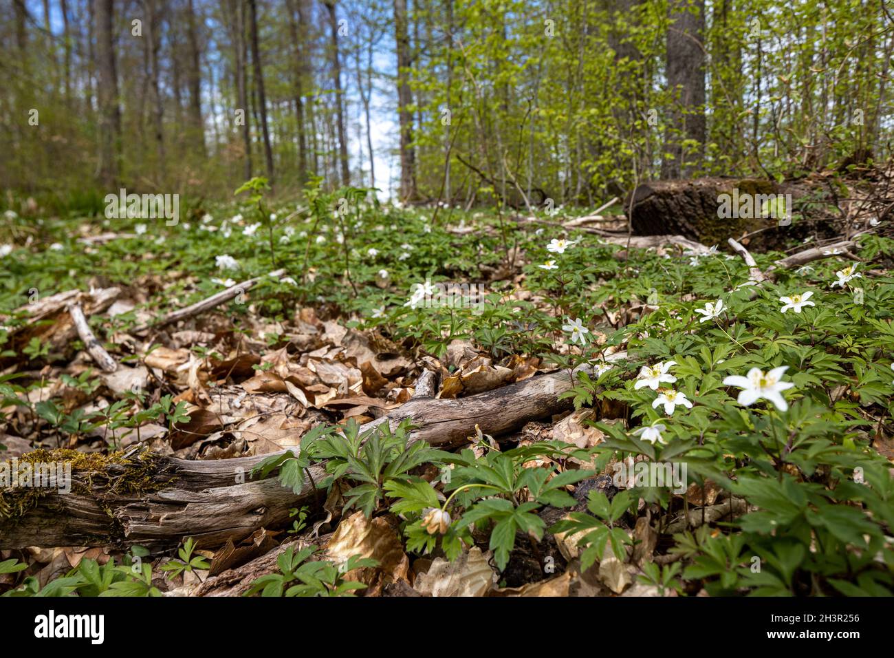 Blühende Anemone Naturerlebnis Selketal Stockfoto
