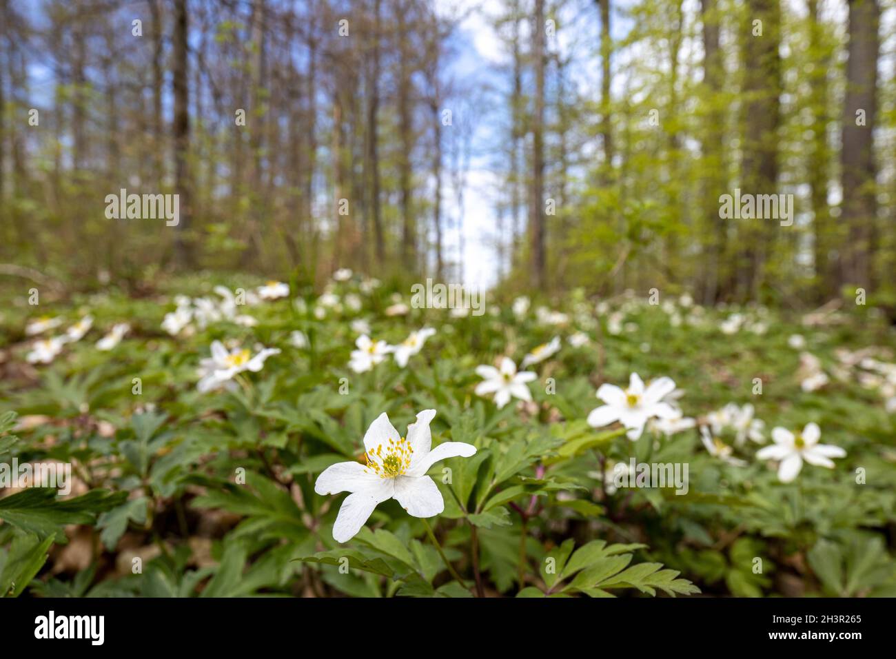 Blühende Anemone Naturerlebnis Selketal Stockfoto