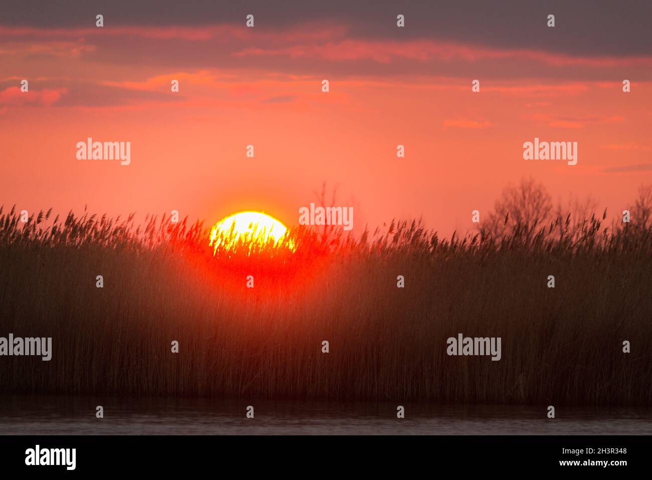 Sonnenaufgang mit riesiger Sonne am Neusiedlersee im Burgenland Stockfoto