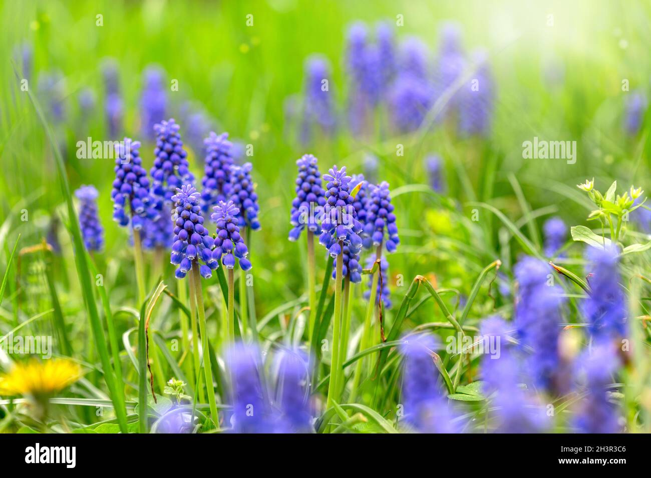 Blaue Muscari blüht im frühen Frühjahr. Stockfoto