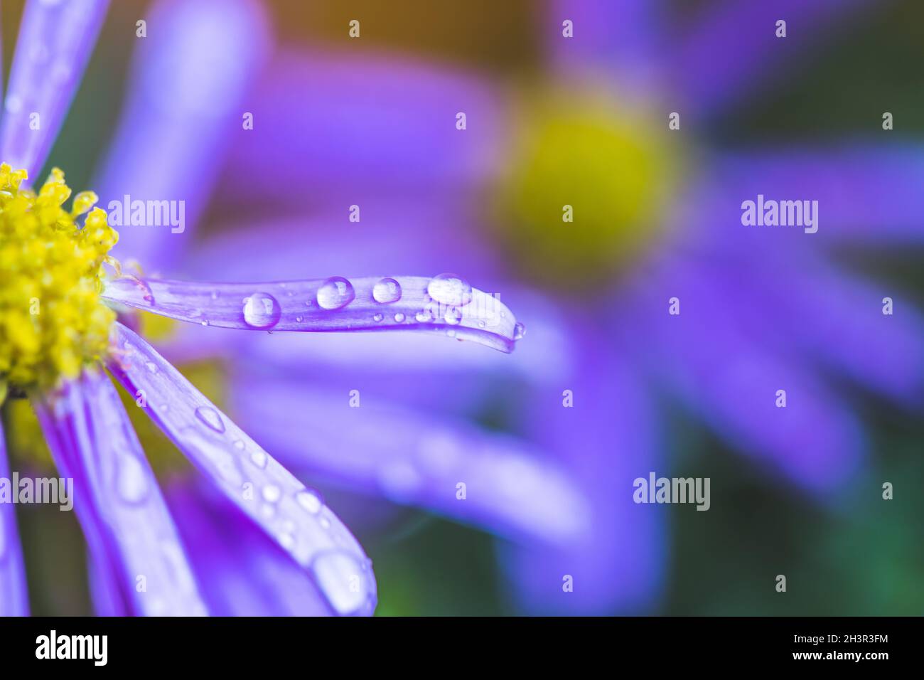 Lila Blume nach Regen, Tapete: Makro von Wassertropfen auf lila Blüte Stockfoto
