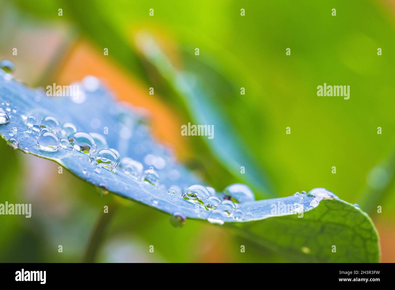 Umwelt, Frische und Naturkonzept: Makro von großen Wassertropfen auf grünem Blatt nach Regen. Wunderschöne Blattstruktur. Stockfoto