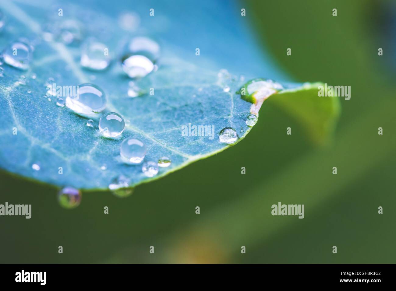 Umwelt, Frische und Naturkonzept: Makro von großen Wassertropfen auf grünem Blatt nach Regen. Wunderschöne Blattstruktur. Stockfoto