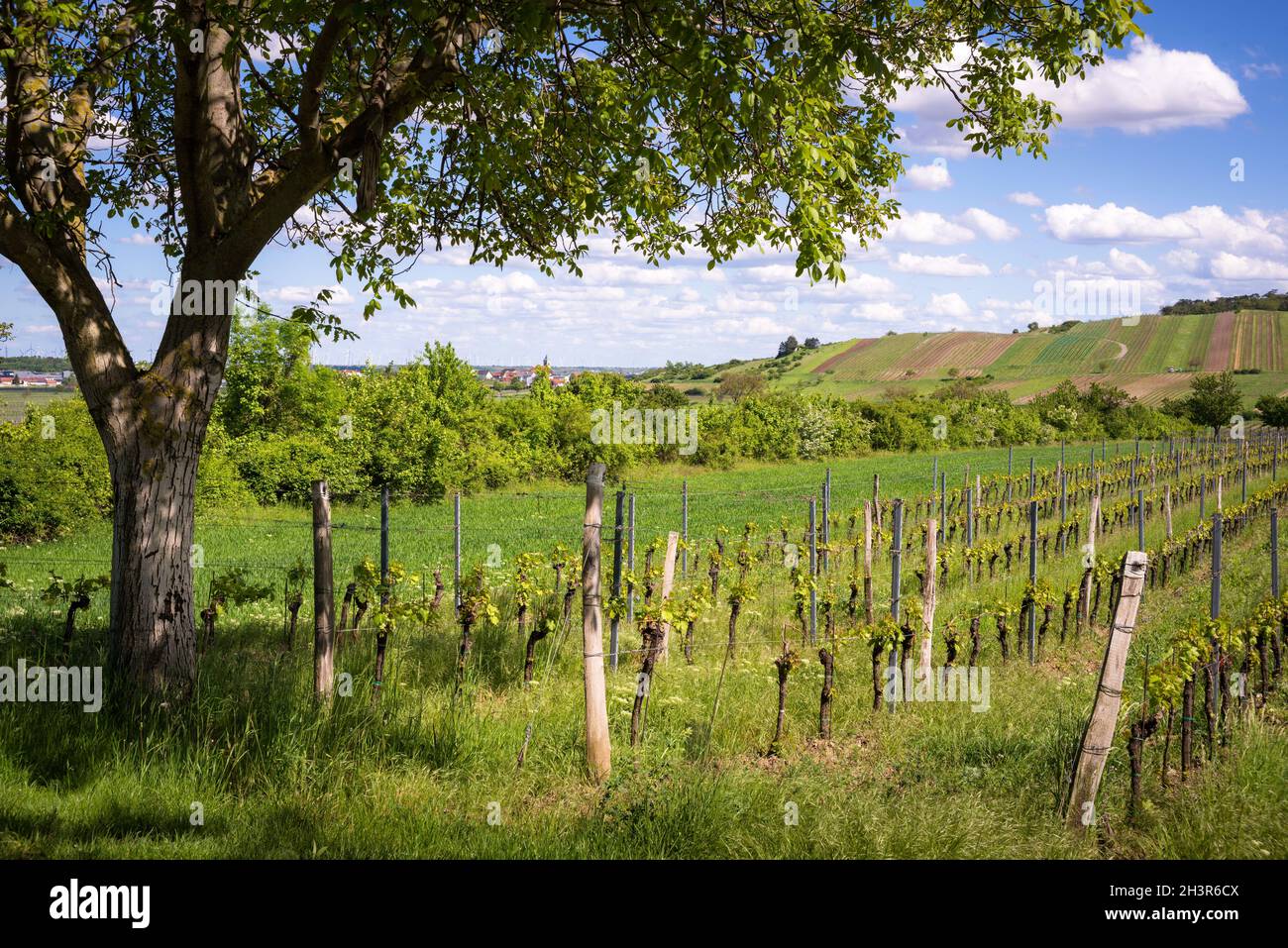 Weinberge bei Jois im Burgenland an einem sonnigen Frühlingstag Stockfoto