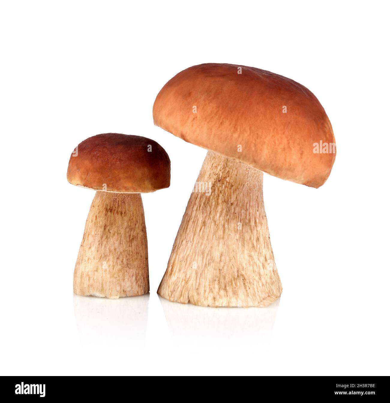 Braune Champignons Stockfoto