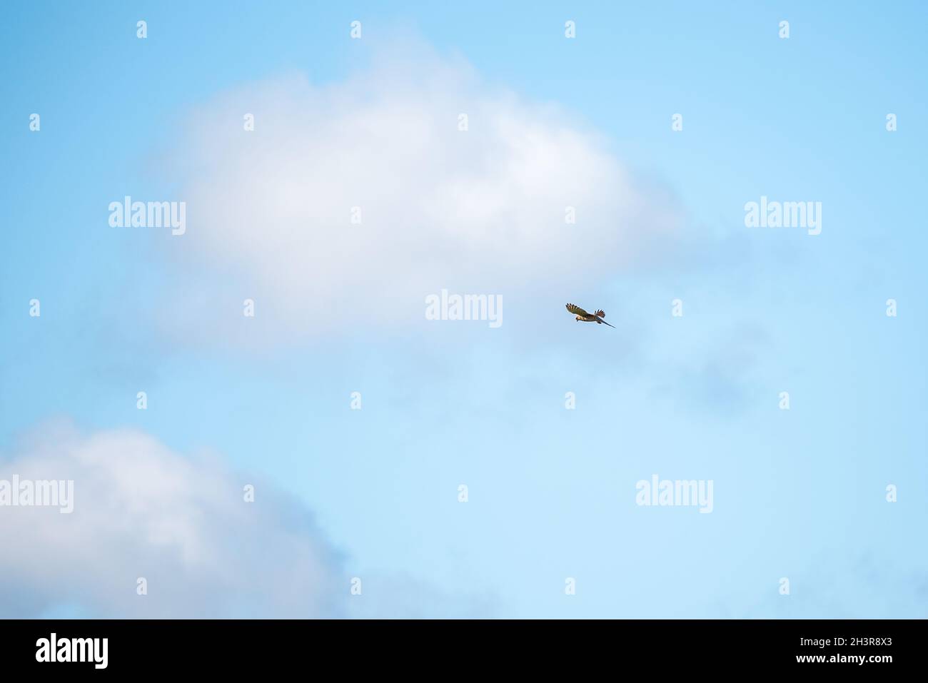 Bird Of prey Stockfoto