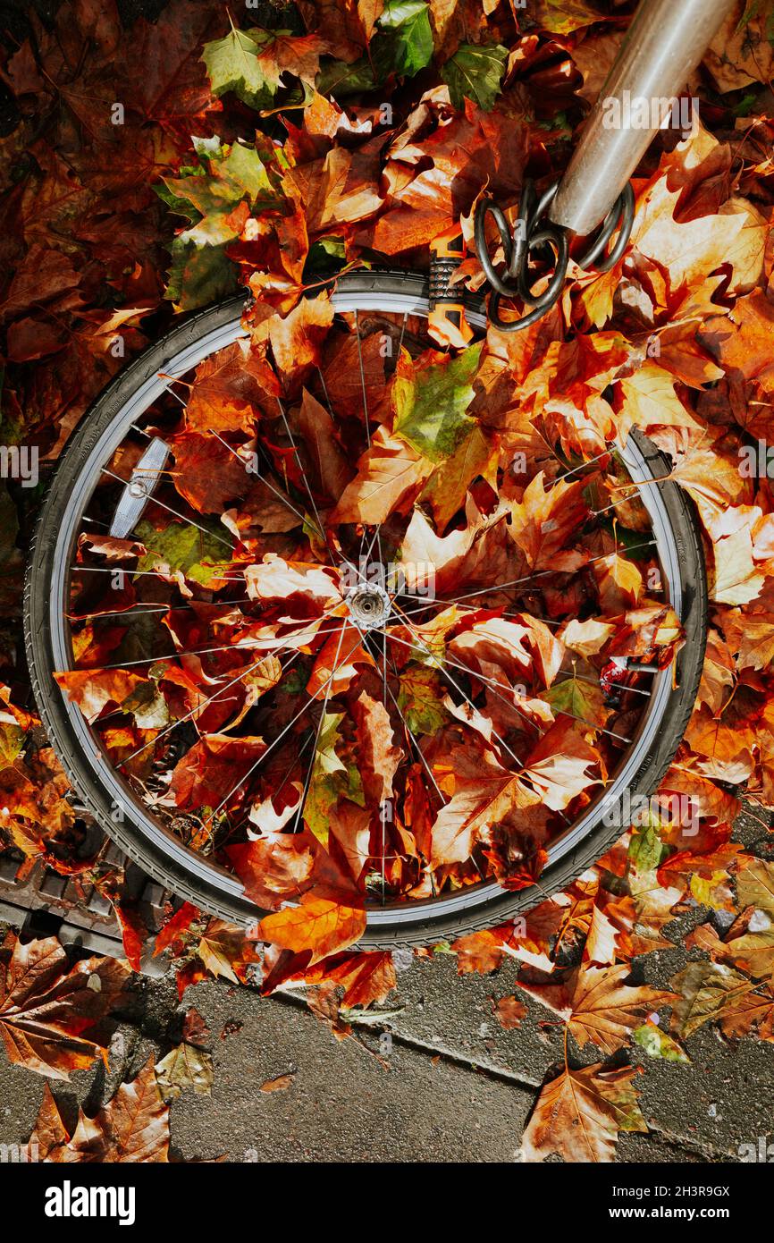Fahrradrad mit Vorhängeschloss an einer Säule, die mit Herbstblättern bedeckt ist Stockfoto