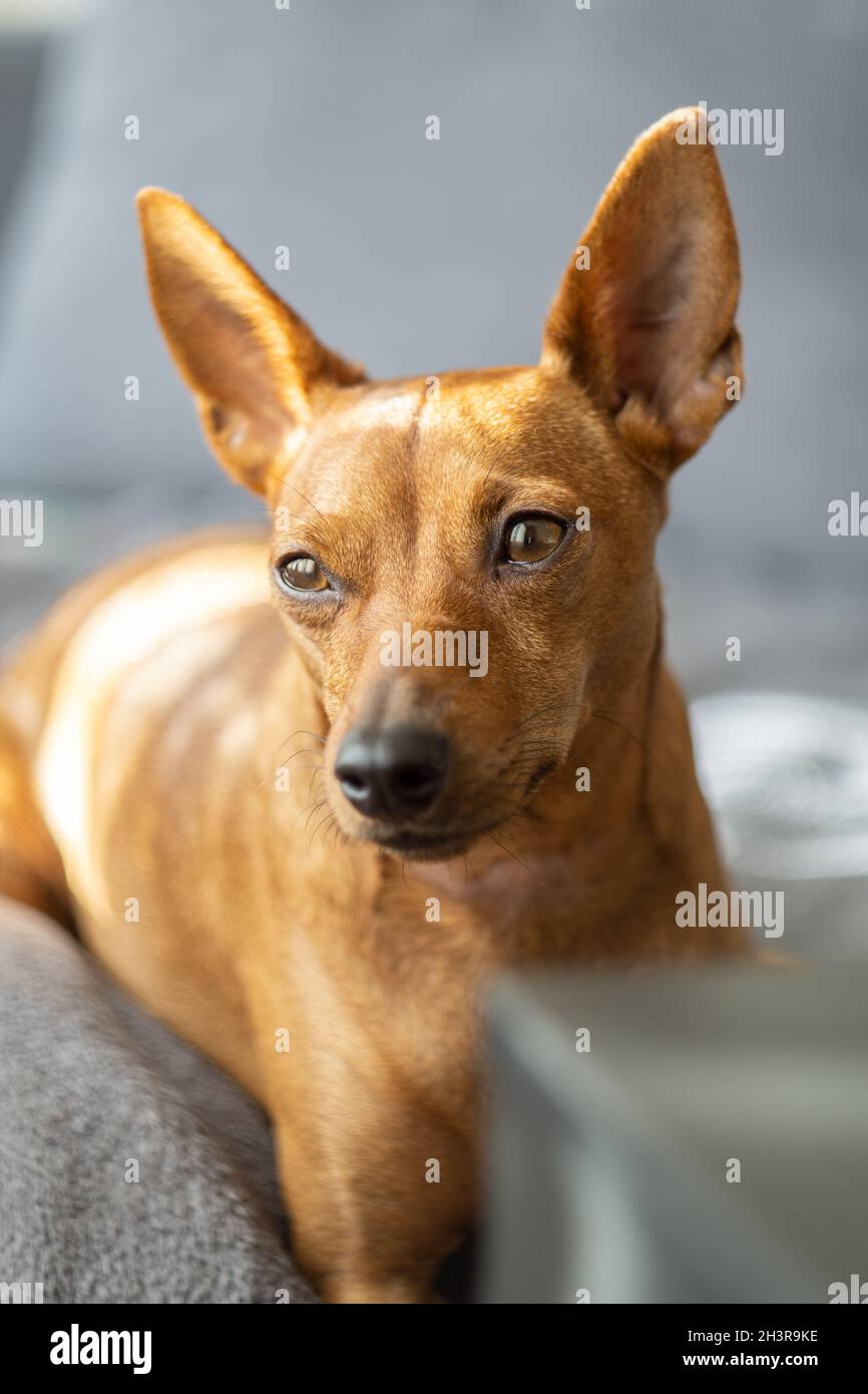 Miniatur-Pinscher Stockfoto