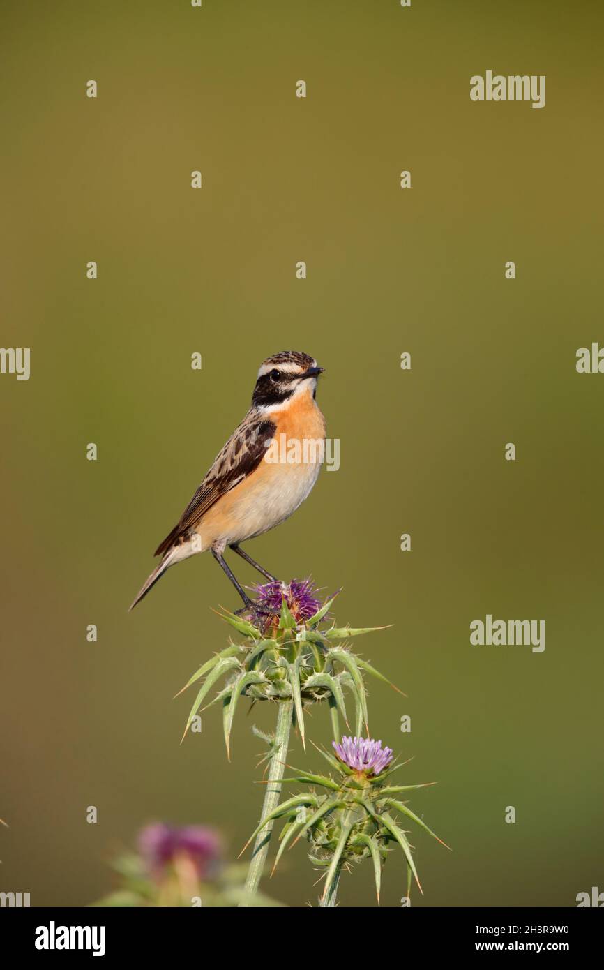 Ein männlicher Whinchat (Saxicola rubetra) im Frühjahr auf der griechischen Insel Lesvos Stockfoto