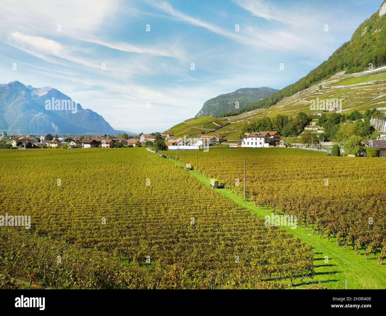Aigle Vineyards Weinlese, Schweiz Stockfoto Aigle Vineyards Weinlese, Schweiz Stockfoto