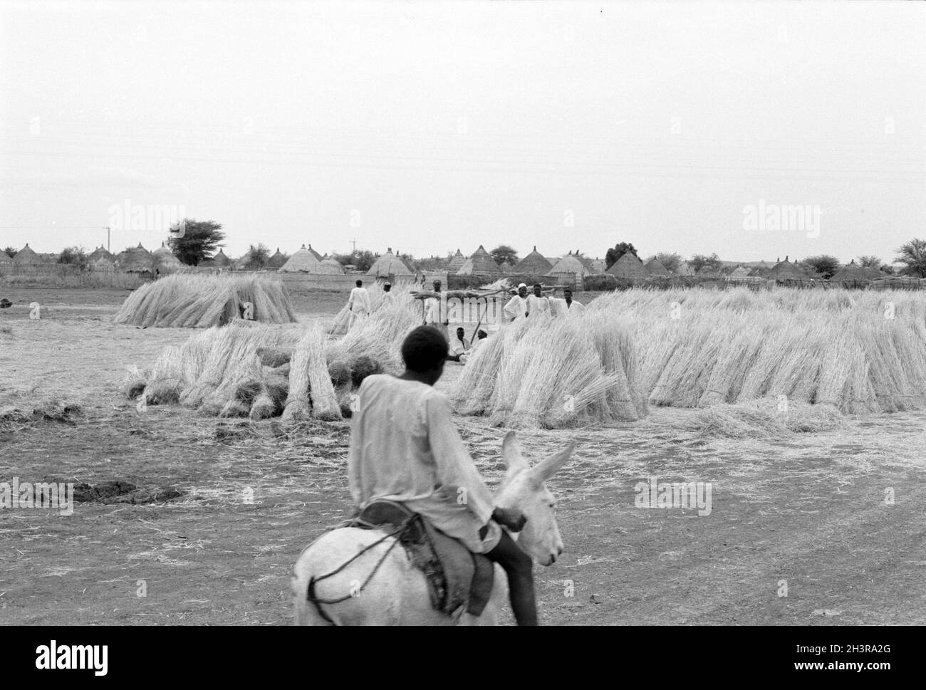 Afrika, Sudan, in der Nähe von Wad Madani 1976. Stapel von Schilf oder Stroh wurden für Dächer und Wände von Hütten und Häusern in einem neuen Dorf am Stadtrand verwendet. Neben der Bahnstrecke gelegen. Ein bot, der auf einem Esel reitet. Stockfoto
