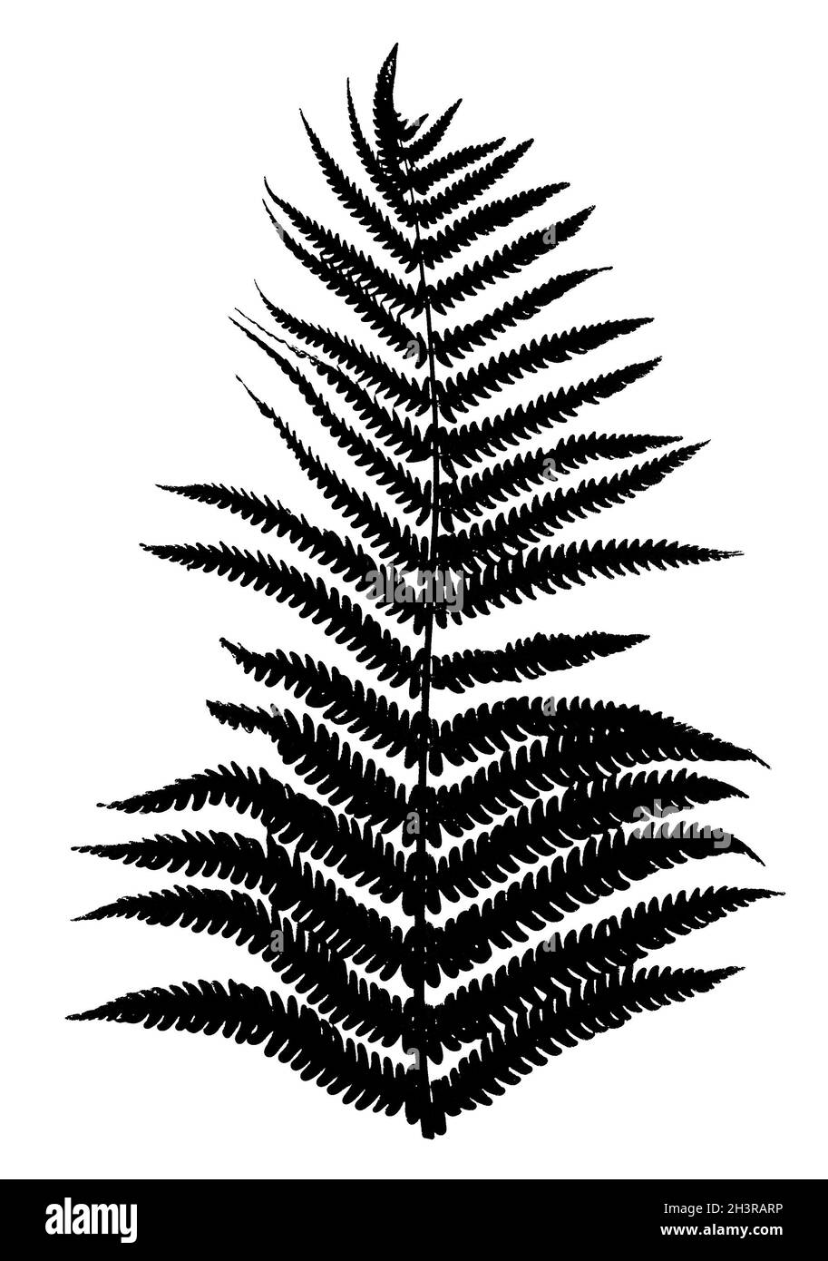 Farn lässt schwarze Silhouette auf weißem Hintergrund isoliert Stockfoto