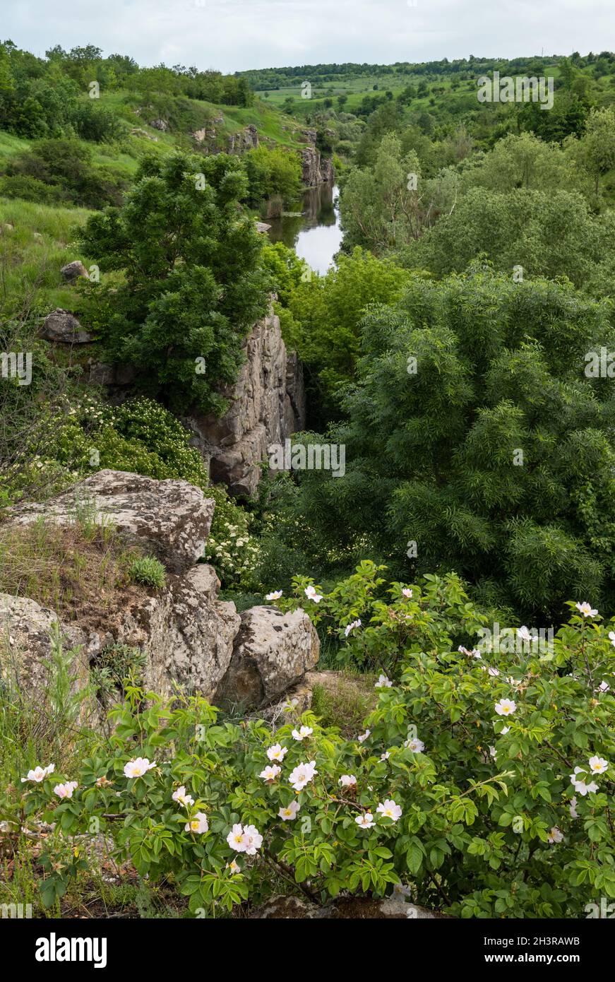 Buky Canyon Sommerlandschaft, Hirskyi Tikych Fluss, Tscherkassy Region, Ukraine. Stockfoto