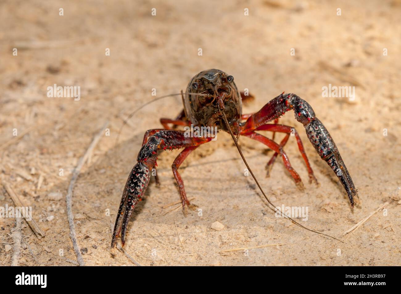 Procambarus clarkii, roter Sumpfkrebse, aggressive Position, invasive Art im ebro-Delta, Katalonien, Spanien Stockfoto