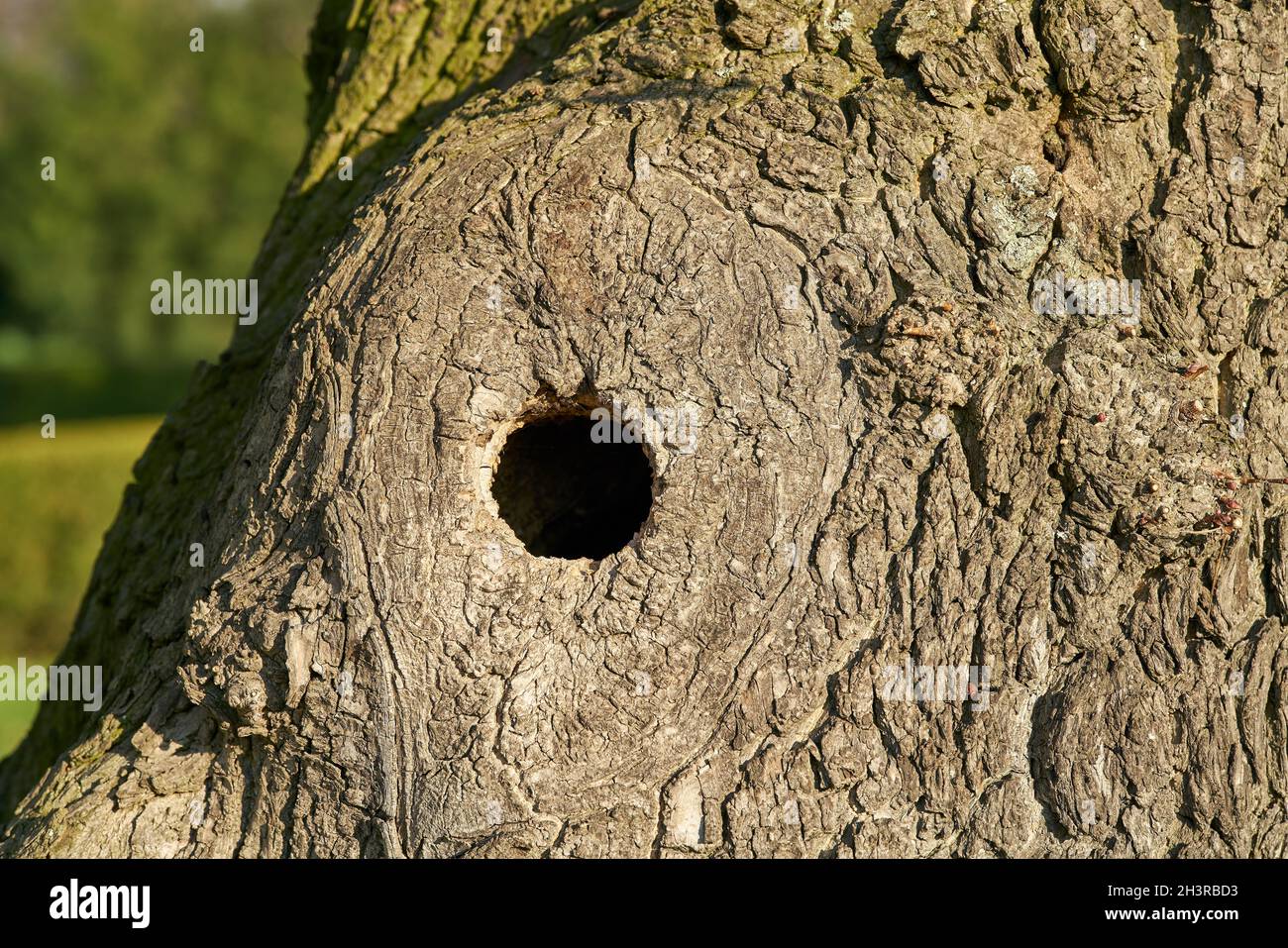Ein Loch auf einem alten Ahornbaum dient als Nistplatz Loch für Vögel in einem Park Stockfoto