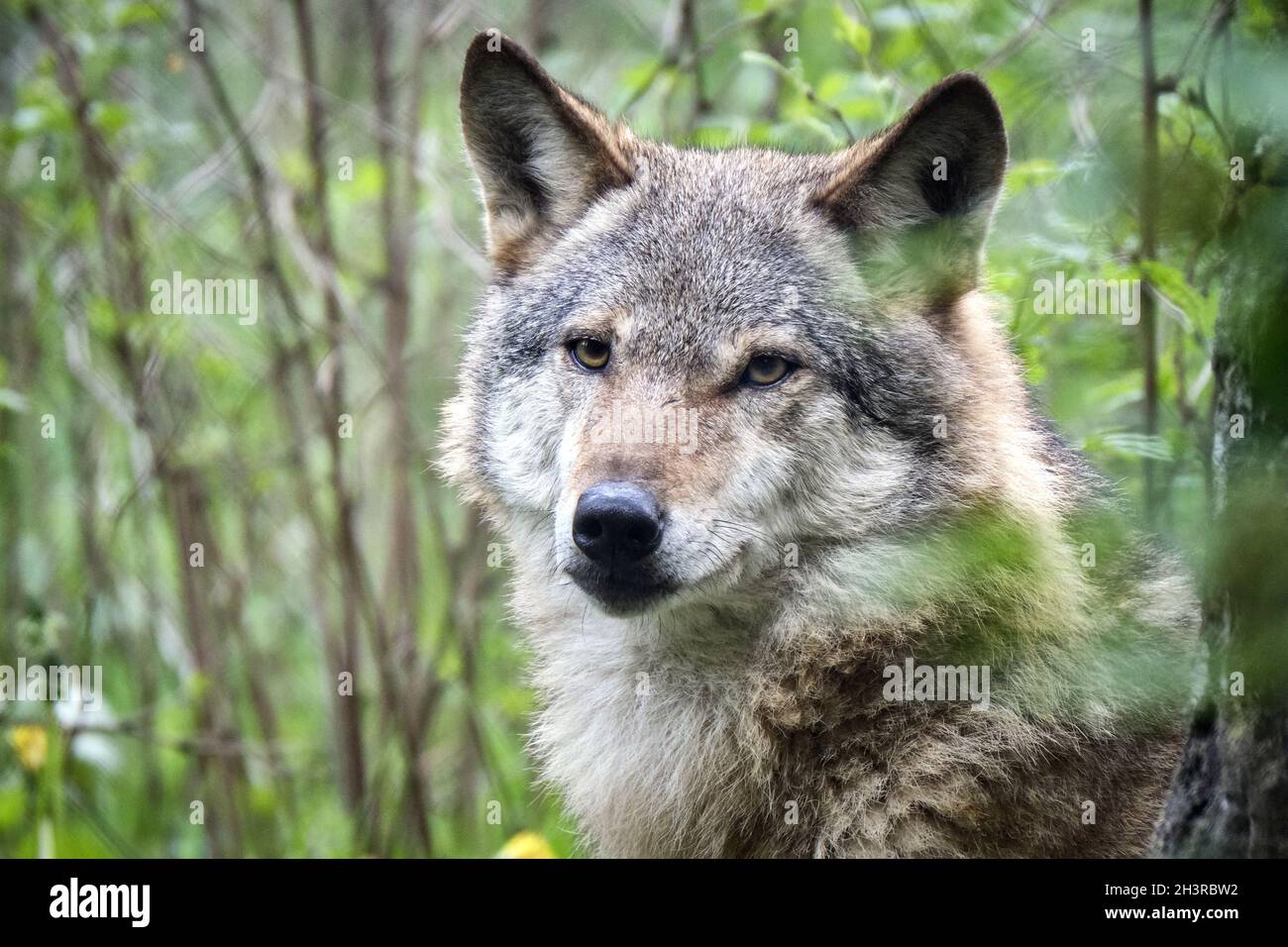 Europäische Wolf (Canis lupus). Stockfoto