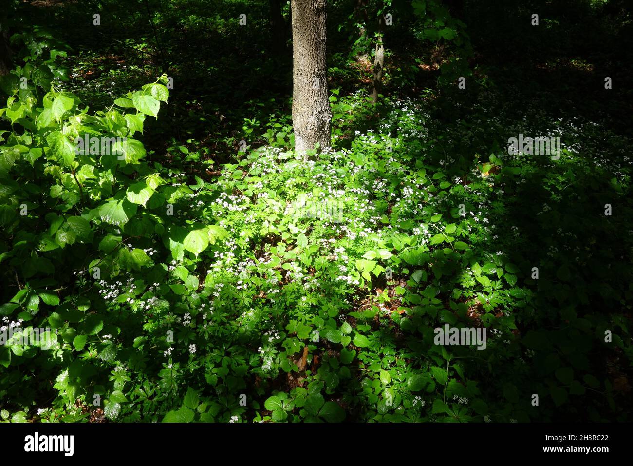 Galium odoratum, Waldmeister Stockfoto