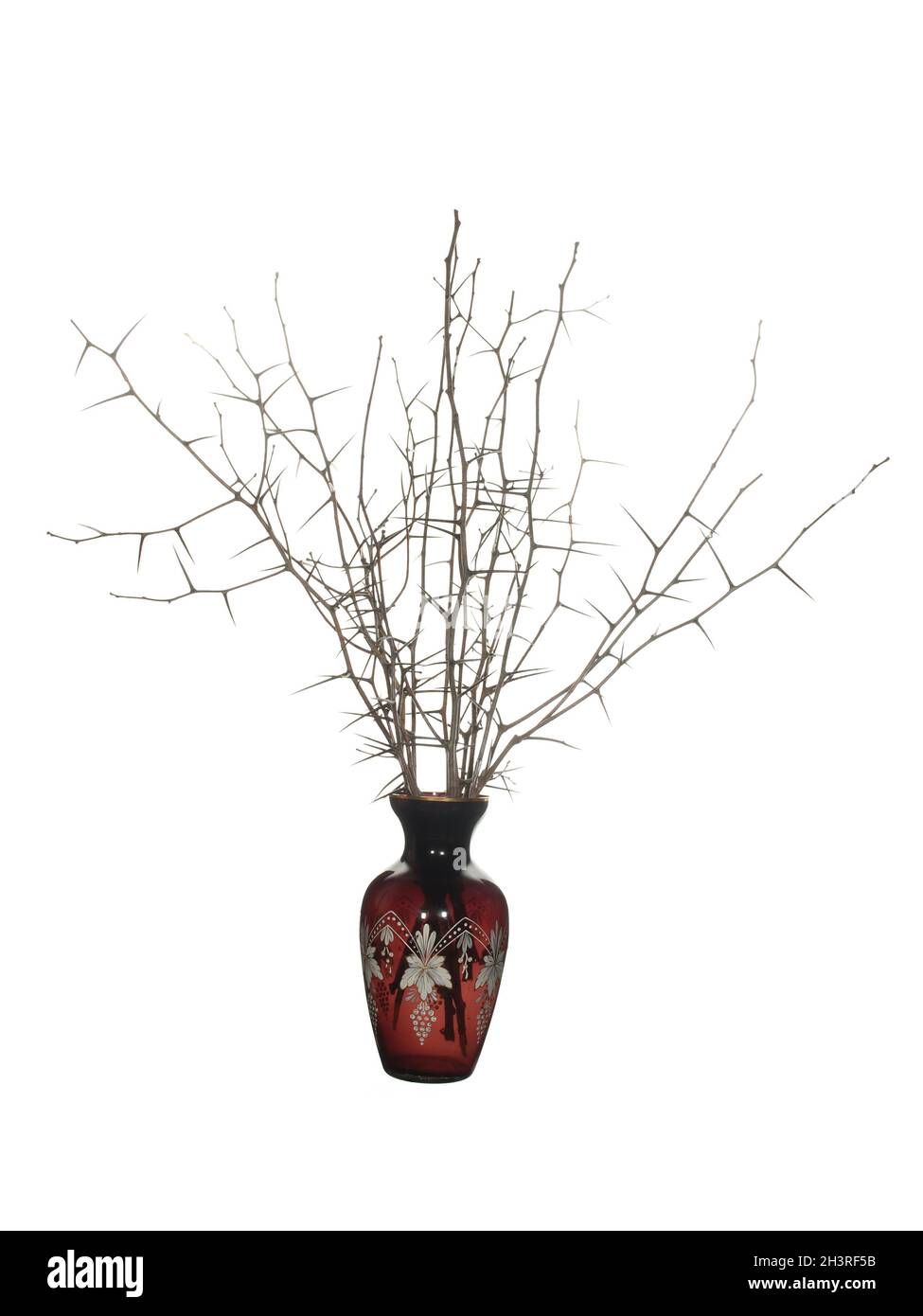 Trockene Schlehdornzweige mit langen Nadeln und ohne Blätter in einer roten Glasvase klassischer Form, isoliert auf weißem Grund. Stockfoto