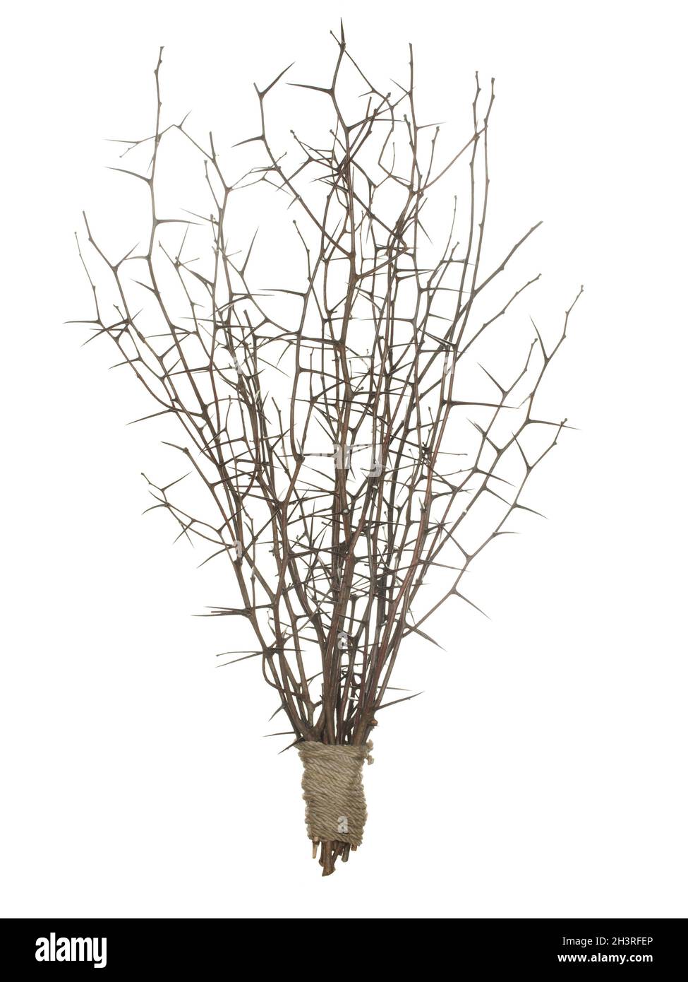 Der Besen aus den Zweigen des Schlehdorns mit den Nadeln und ohne die Blätter isoliert auf dem weißen Hintergrund. Stockfoto