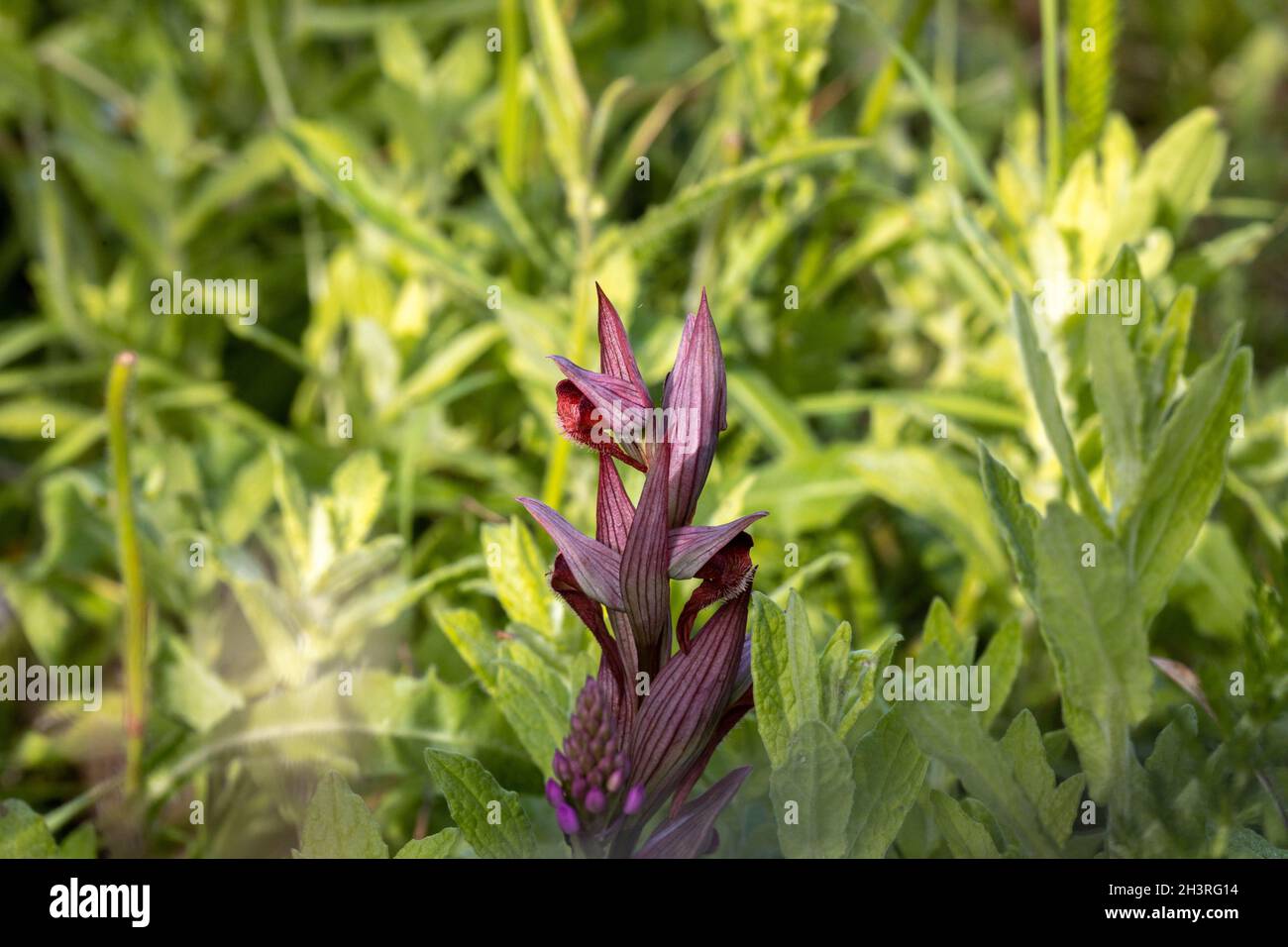 Long-lipped Tongue Orchid (Serapias vomeracea), an seinem einzigen bekannten britischen Standort in Kent, Juni 2021 Stockfoto