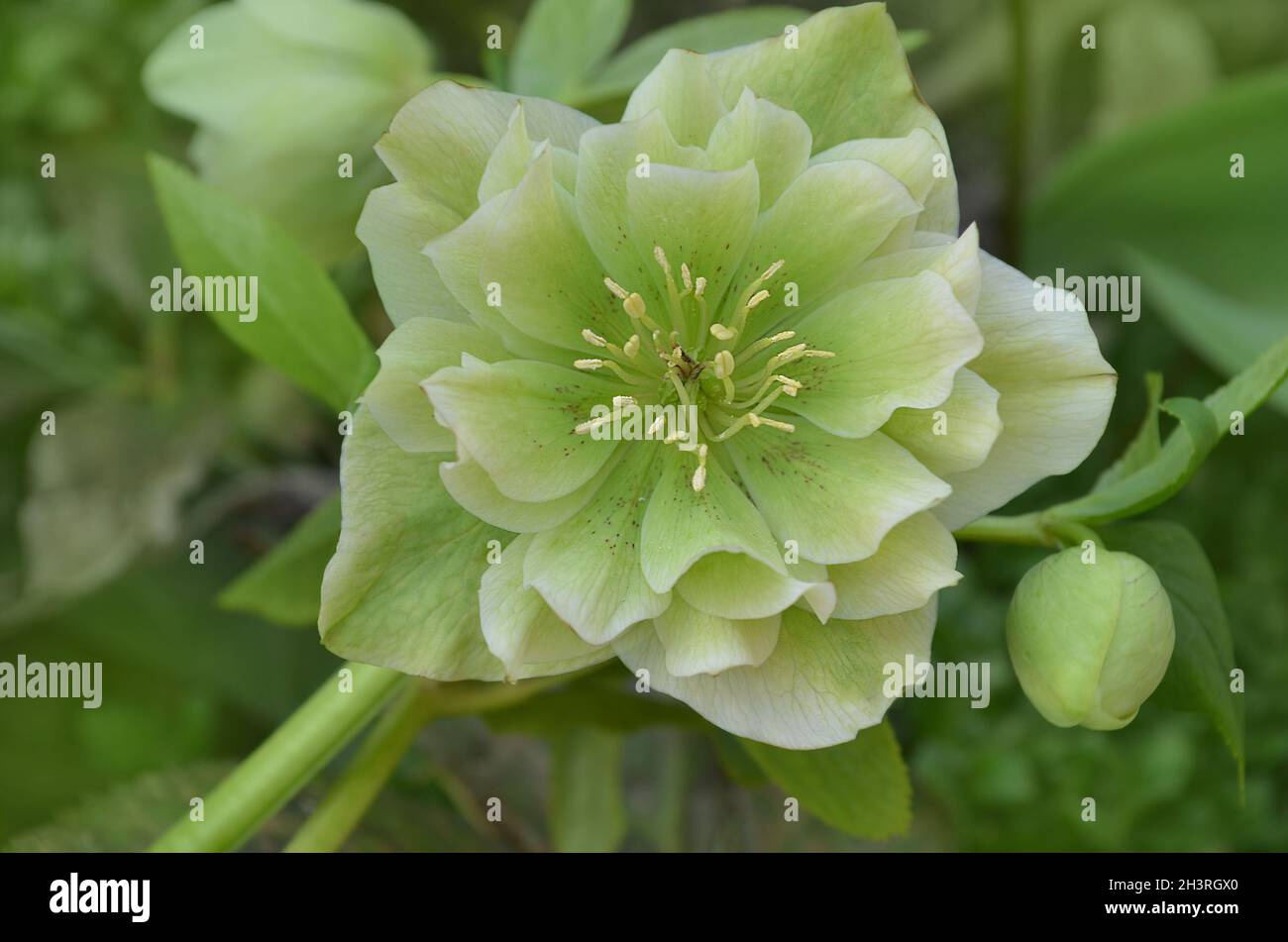 Helleborus niger in einem Waldgarten. Helleborus Rosenblüte im Garten im Frühling. Winterrose oder Weihnachtsrose Blume mit immergrünen Laub. Stockfoto