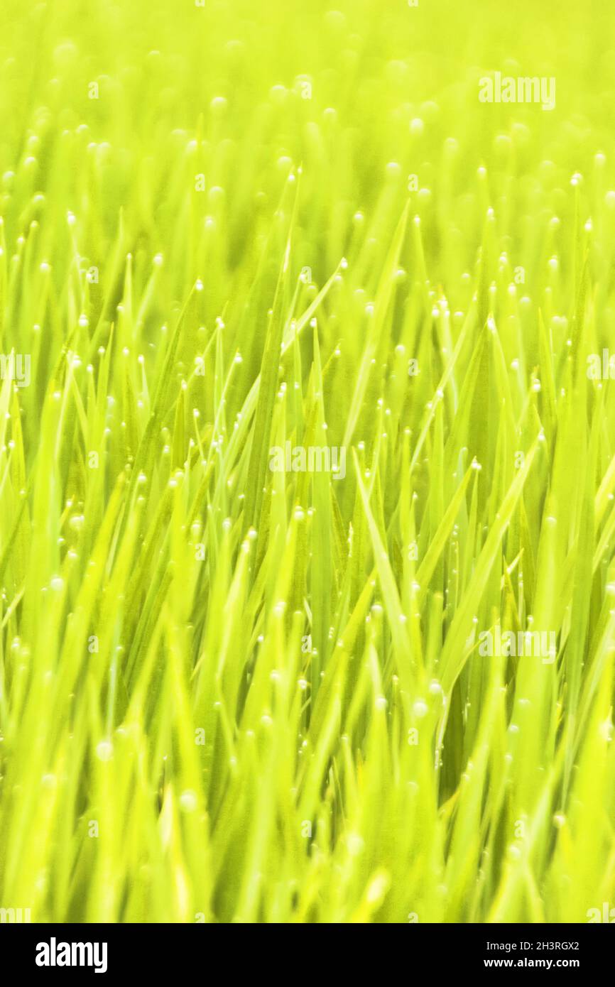 Grüner Reis schießt auf Reisfeld und Reiher Stockfoto