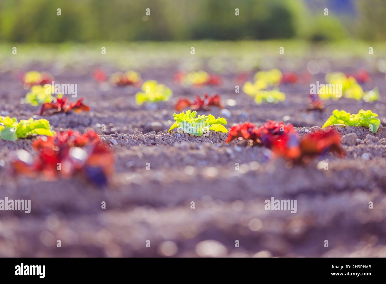 Frischer Kopfsalat auf einem Agrar-Feld, Frühling Stockfoto