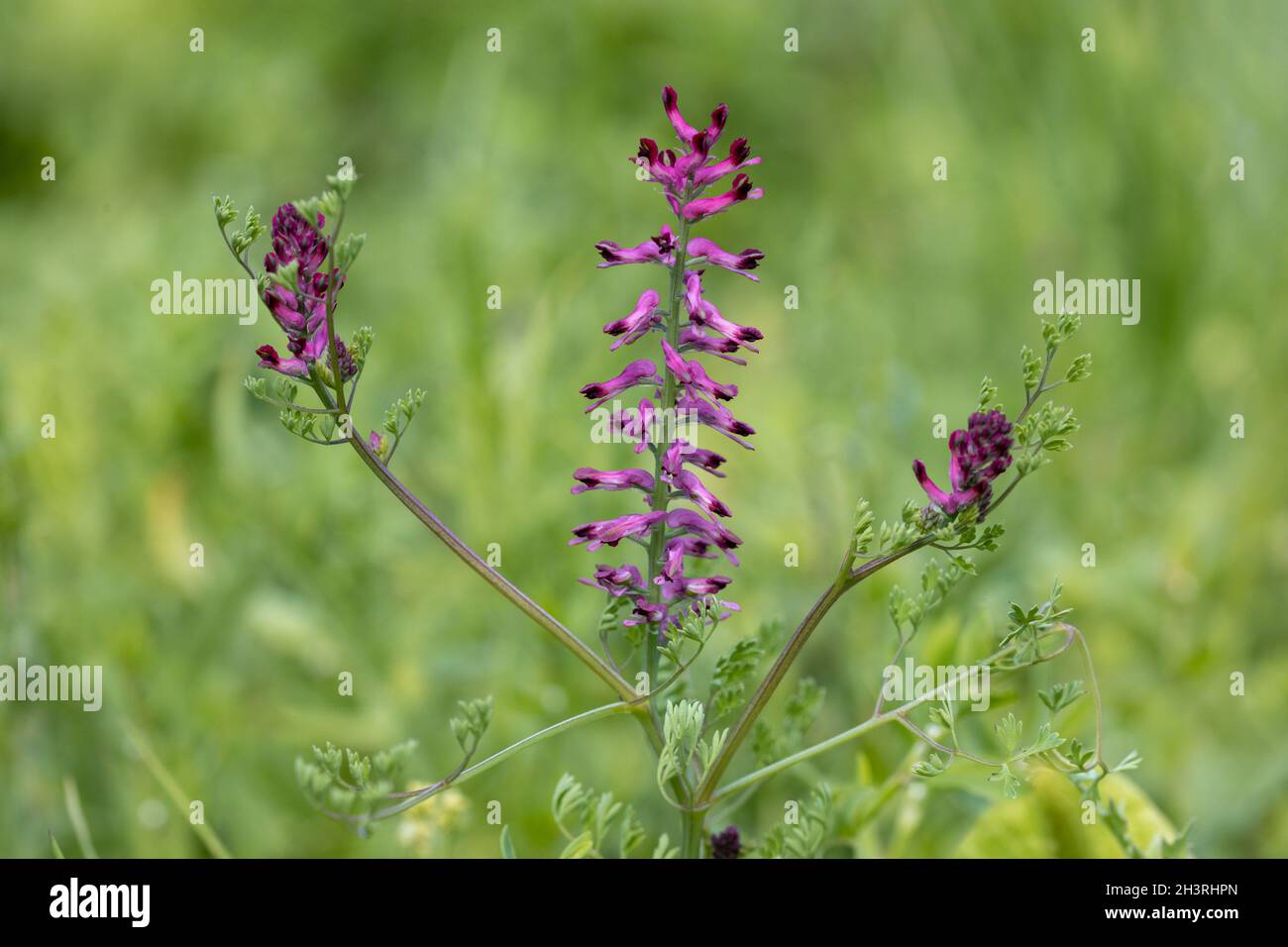 Dicht blühende Fumitive (Fumaria densiflora) im Ranch Farm Reserve in Kent Stockfoto