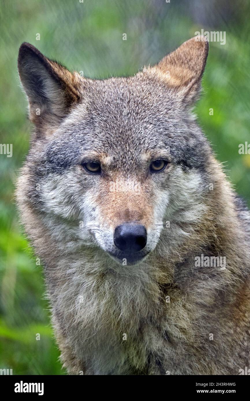 Europäische Wolf (Canis lupus). Stockfoto