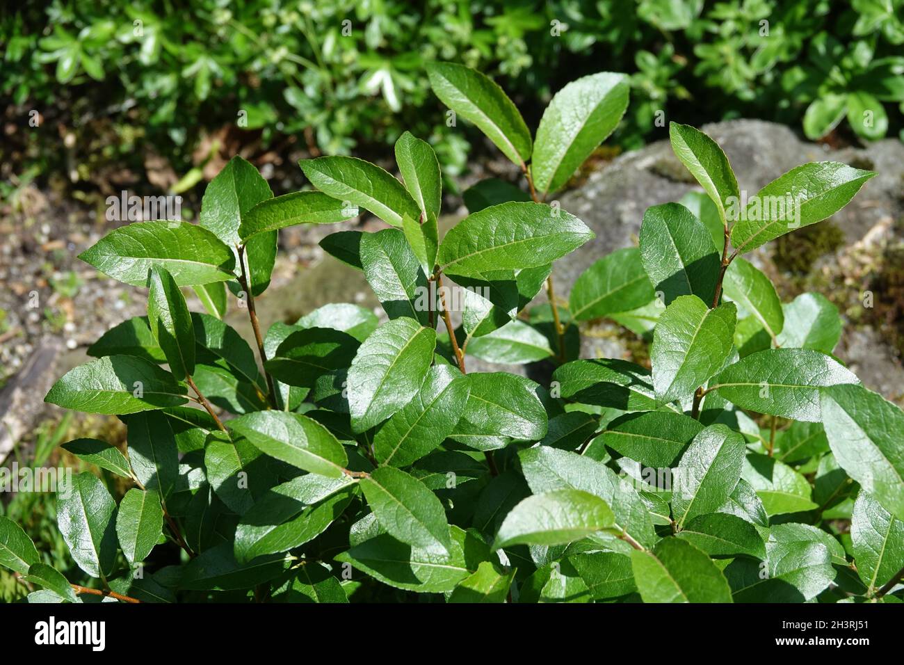 Salix mysinifolia ssp. borealis, dunkelblättrige Weide Stockfoto