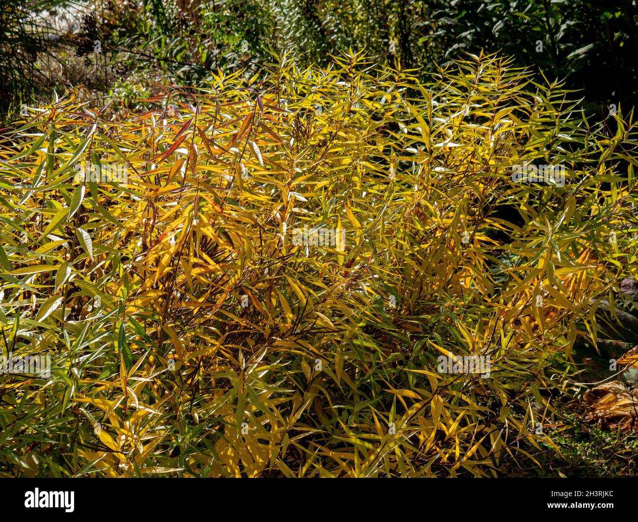 Das alte goldene Herbstlaub von Amsonia illustraa Stockfoto