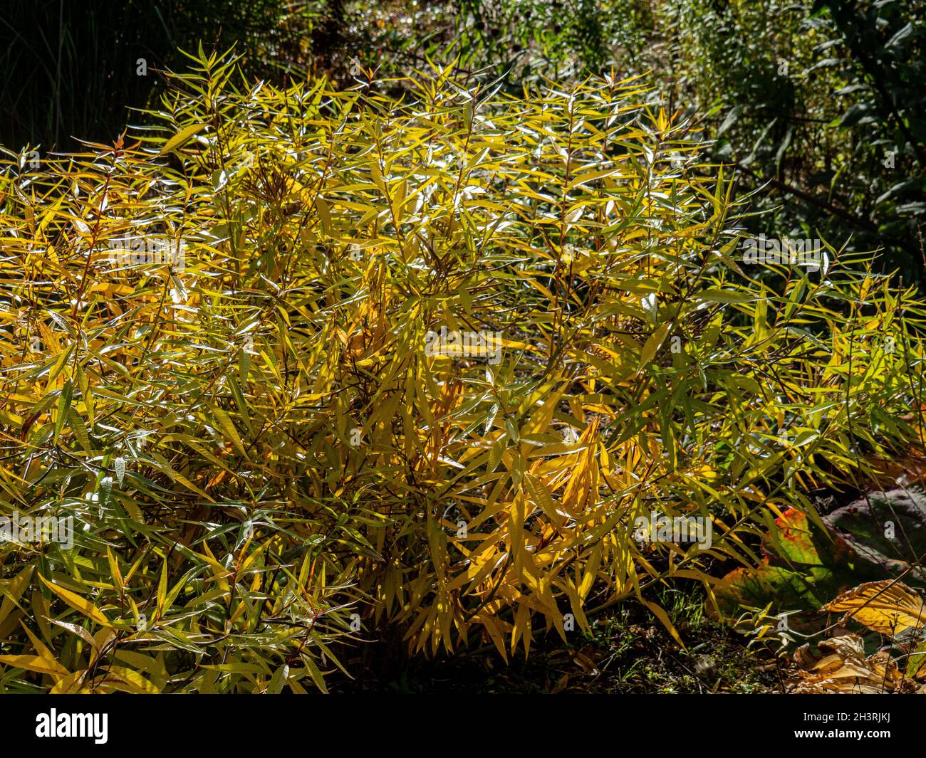 Das alte goldene Herbstlaub von Amsonia illustraa Stockfoto