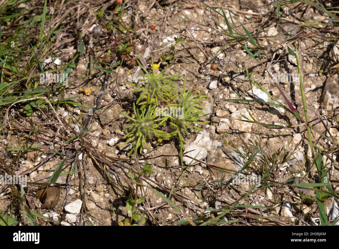 Ground Pine (Ajuga chamaepitys) im Ranch Farm Reserve in Kent, Großbritannien Stockfoto