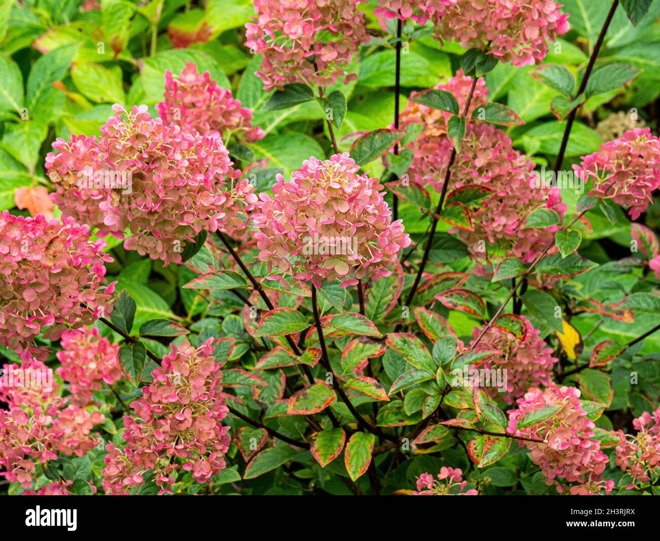 Die rosa gefärbten Blüten der Hydrangea paniculata Sundae Fraise Stockfoto