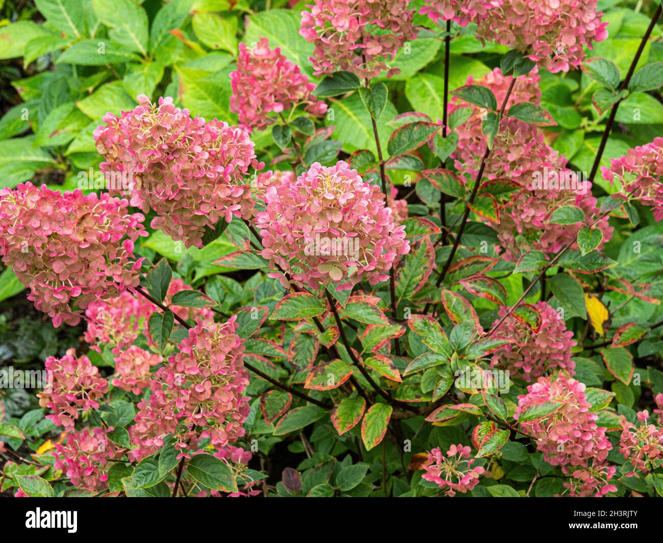 Die rosa gefärbten Blüten der Hydrangea paniculata Sundae Fraise Stockfoto